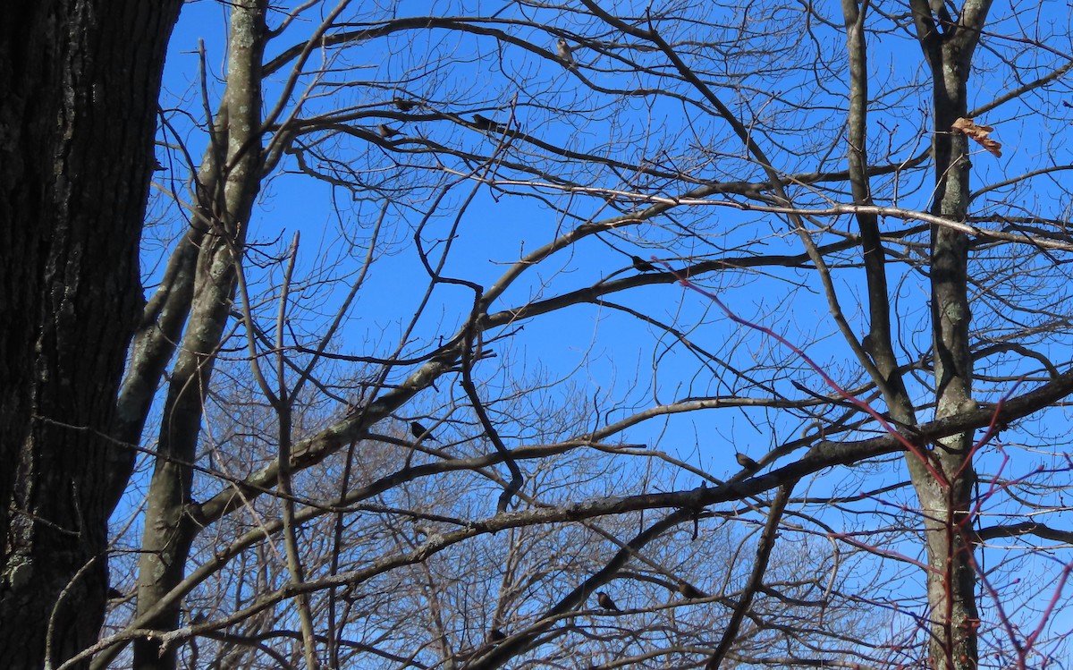 Rusty Blackbird - Robo Bette