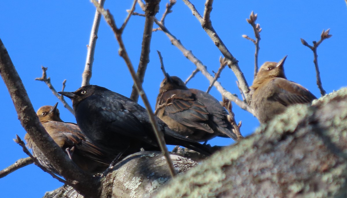 Rusty Blackbird - ML415254891