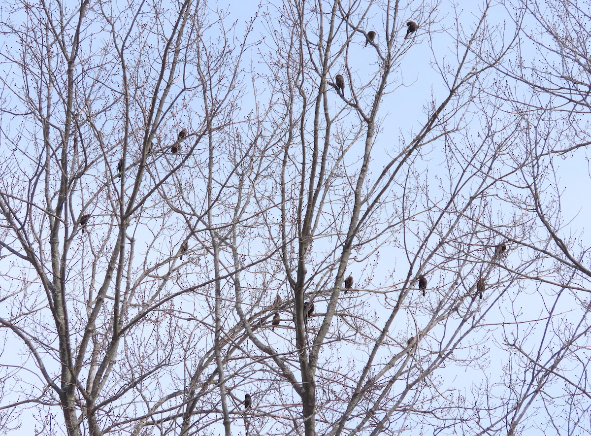 Rusty Blackbird - Robo Bette