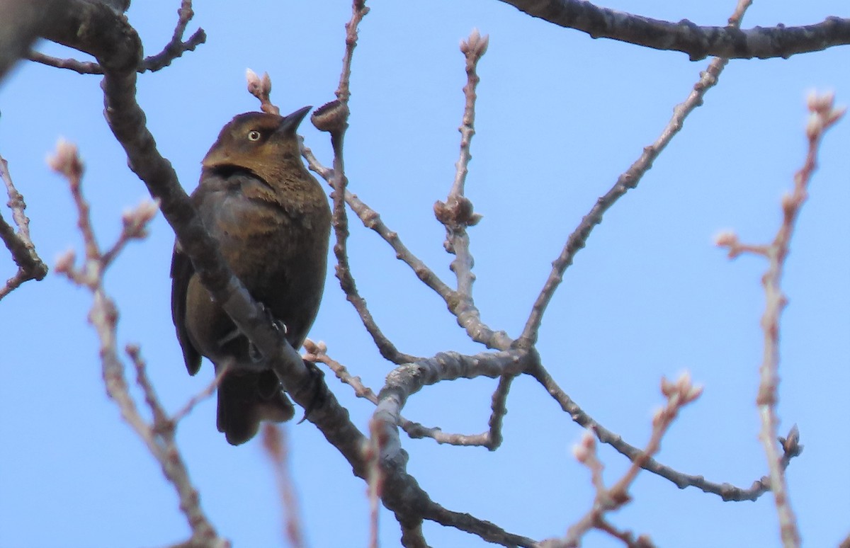 Rusty Blackbird - Robo Bette