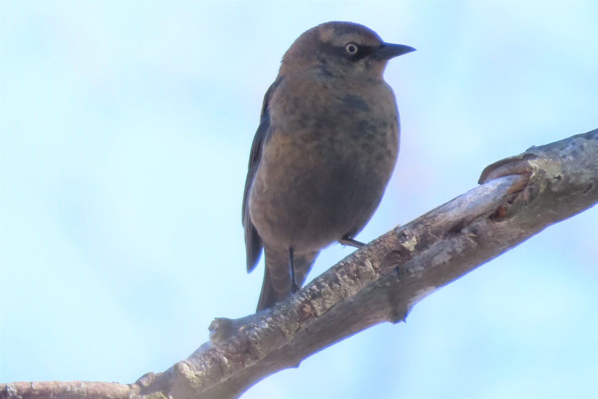 Rusty Blackbird - Robo Bette