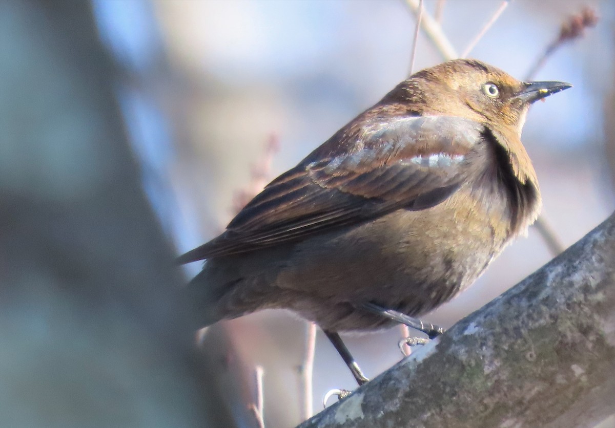 Rusty Blackbird - Robo Bette