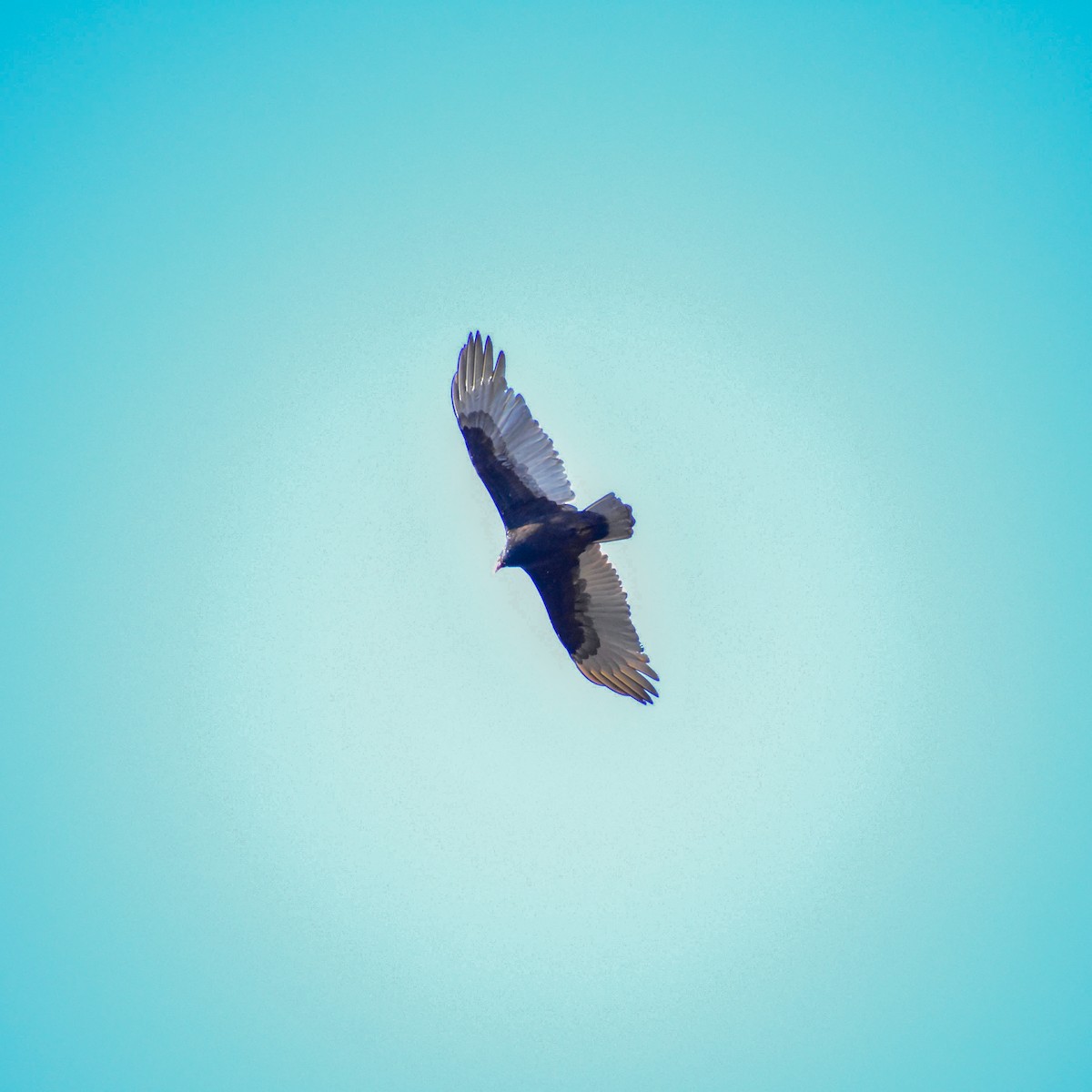 Turkey Vulture - ML415255551