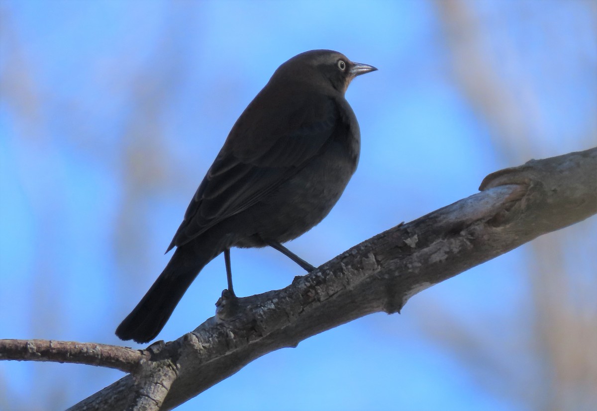 Rusty Blackbird - Robo Bette