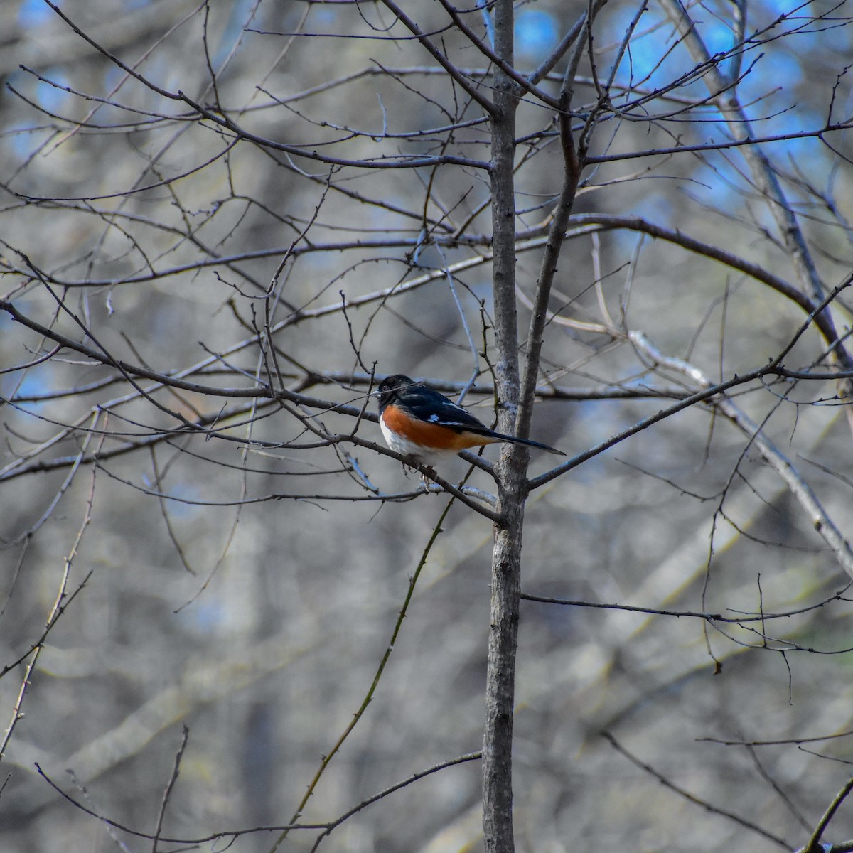 ワキアカトウヒチョウ - ML415255721