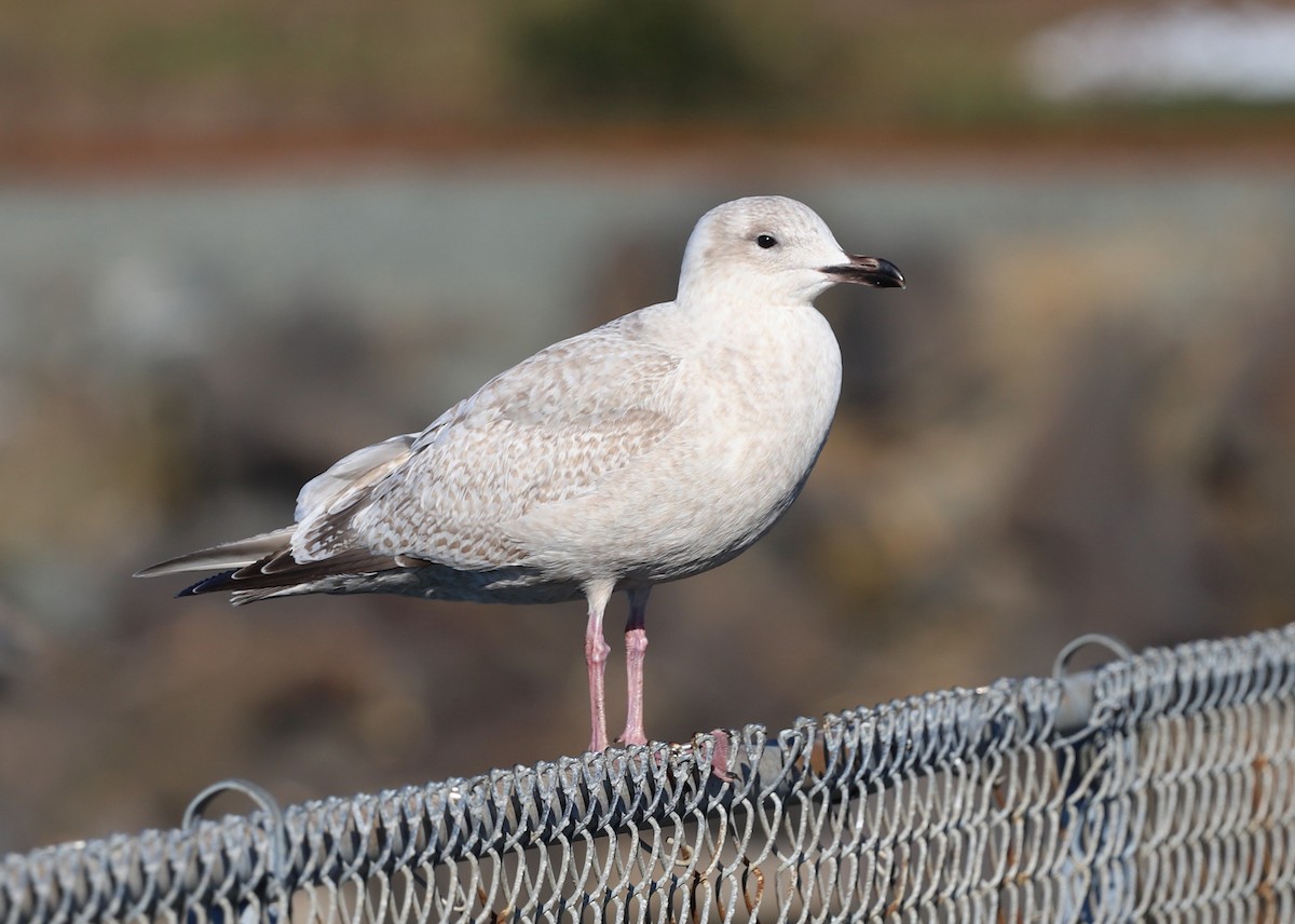 Gaviota Groenlandesa (thayeri) - ML415256131