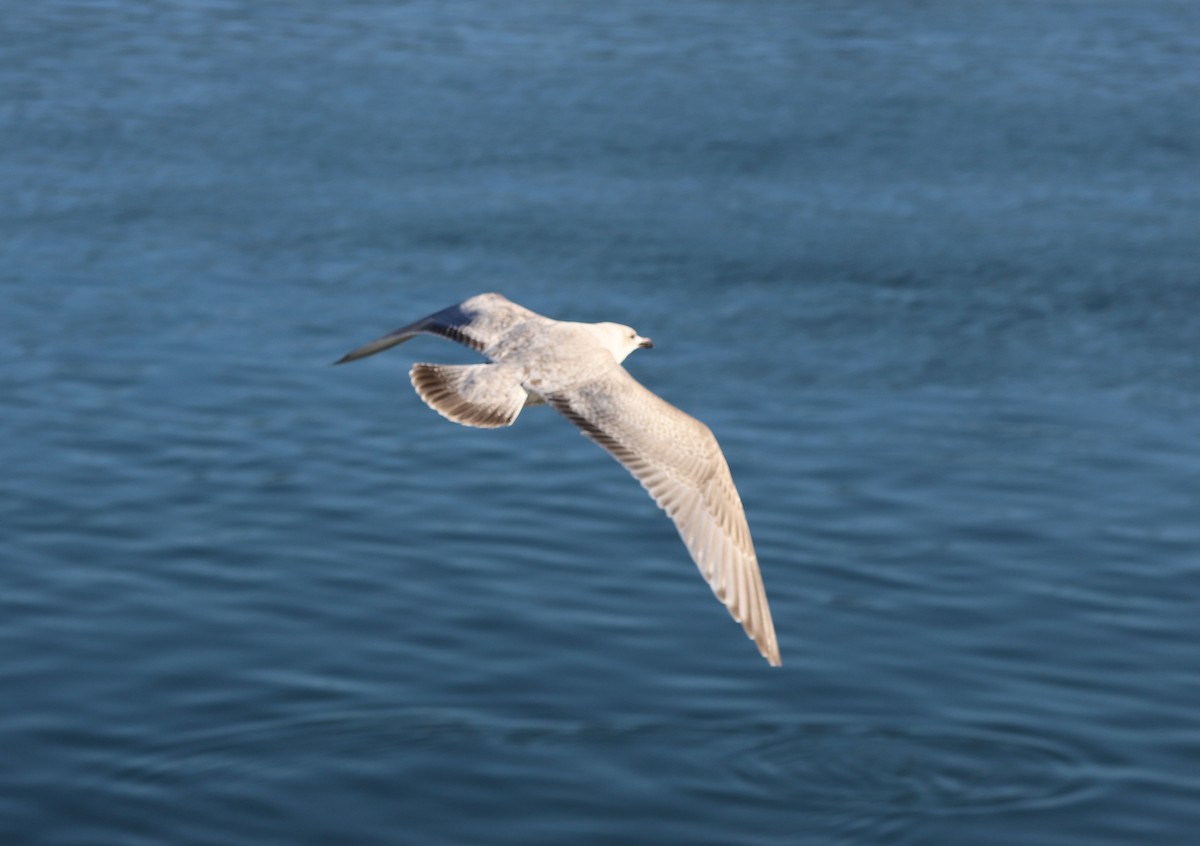 Gaviota Groenlandesa (thayeri) - ML415256151