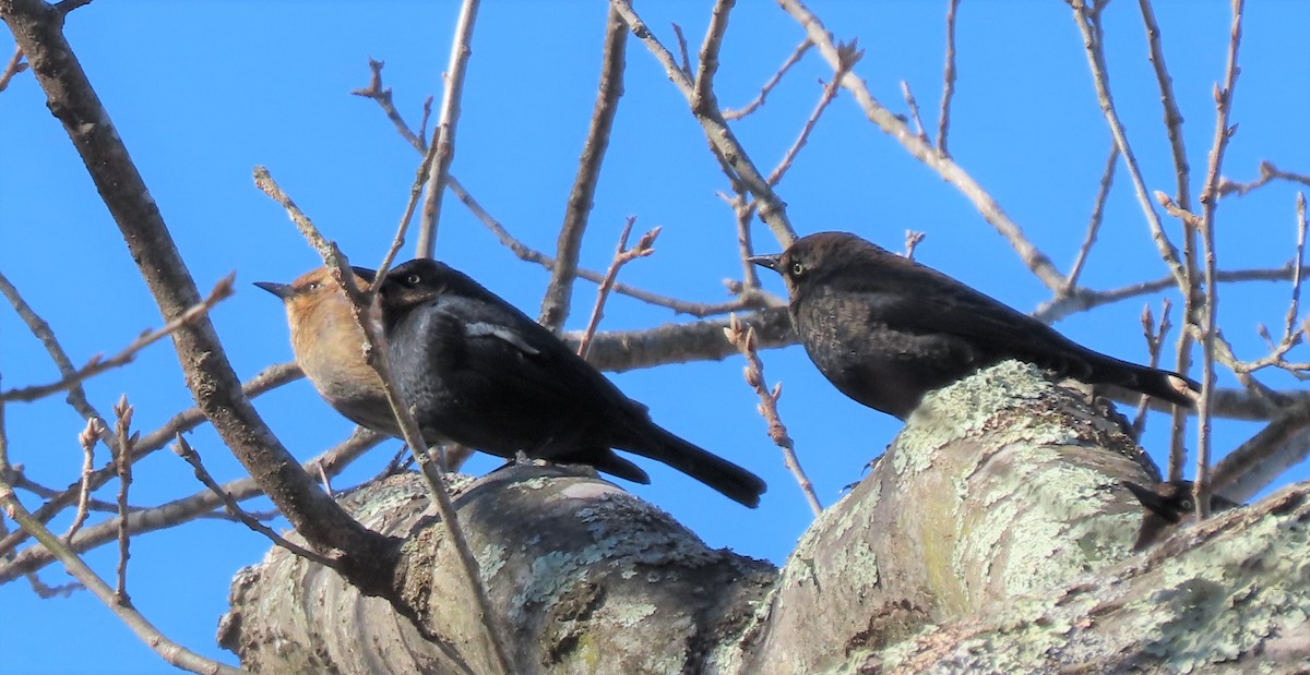 Rusty Blackbird - Robo Bette