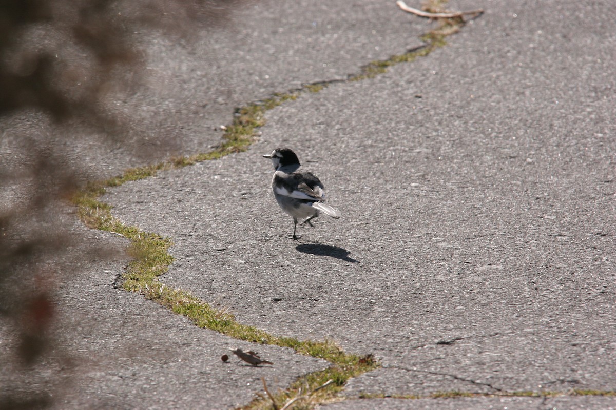 White Wagtail - ML41525741