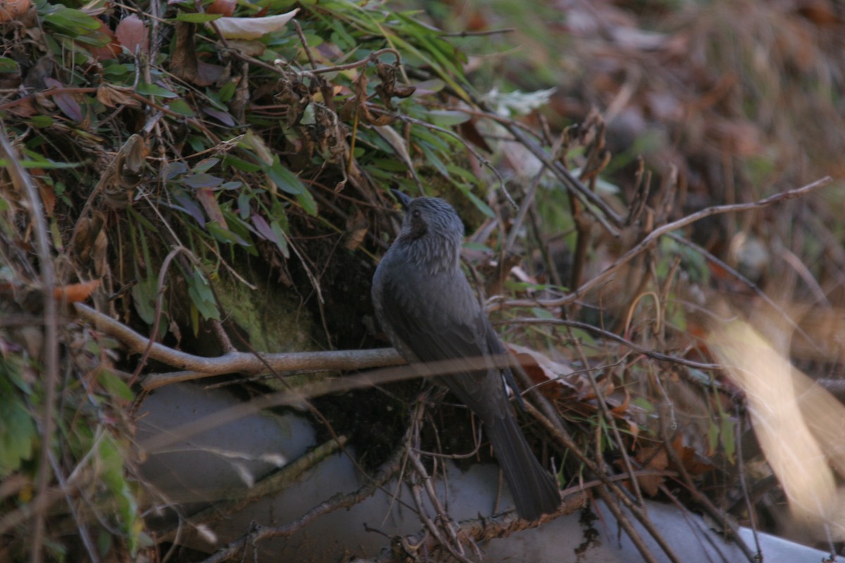 Brown-eared Bulbul - ML41525761