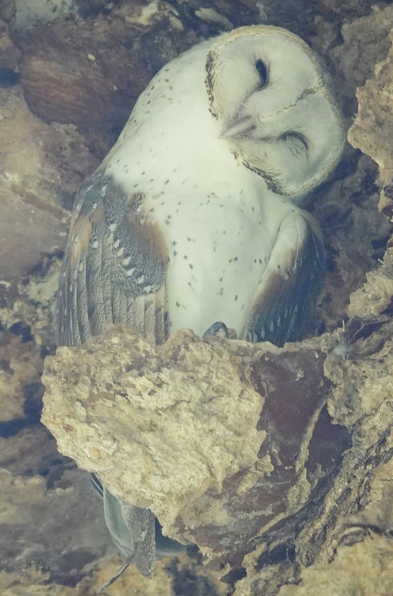 Barn Owl (Eastern) - ML415258901