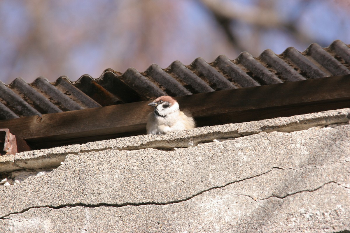 Eurasian Tree Sparrow - ML41525961