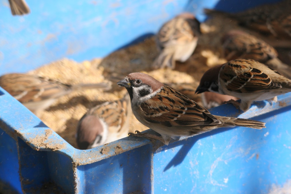 Eurasian Tree Sparrow - Yushi Oguchi