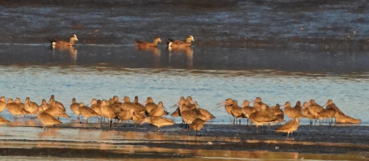 Marbled Godwit - ML415260231