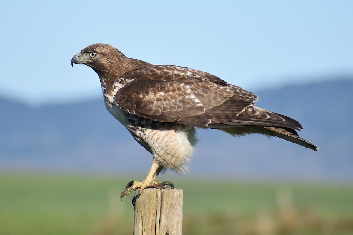 Red-tailed Hawk - ML415260381