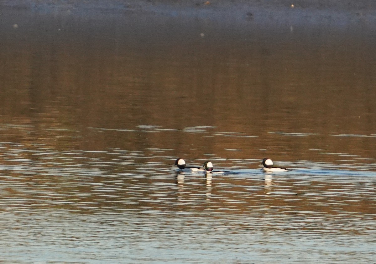 Bufflehead - ML415260581