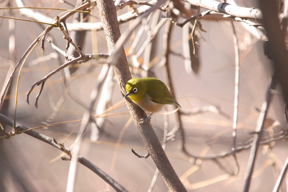 Warbling White-eye - ML41526171