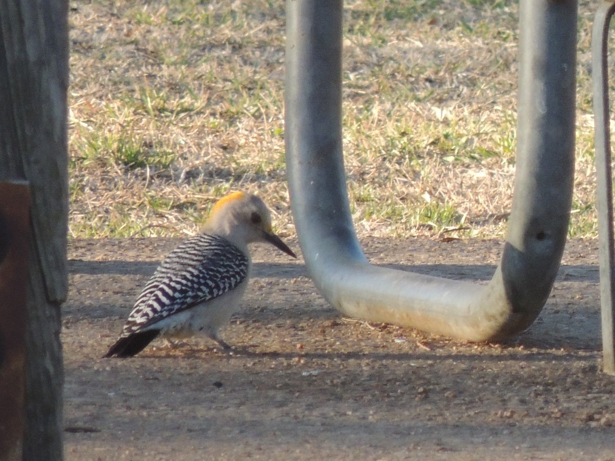 Golden-fronted Woodpecker - ML415261901