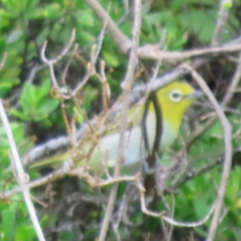 Ashy-bellied White-eye - ML415262061