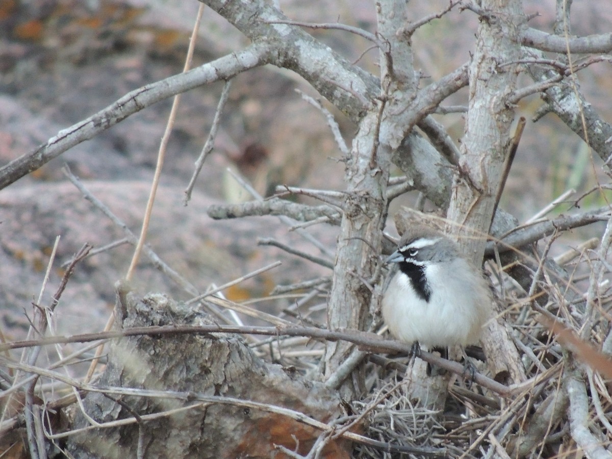 Black-throated Sparrow - ML415262321