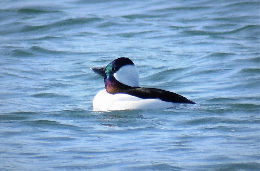 Bufflehead - ML415262711