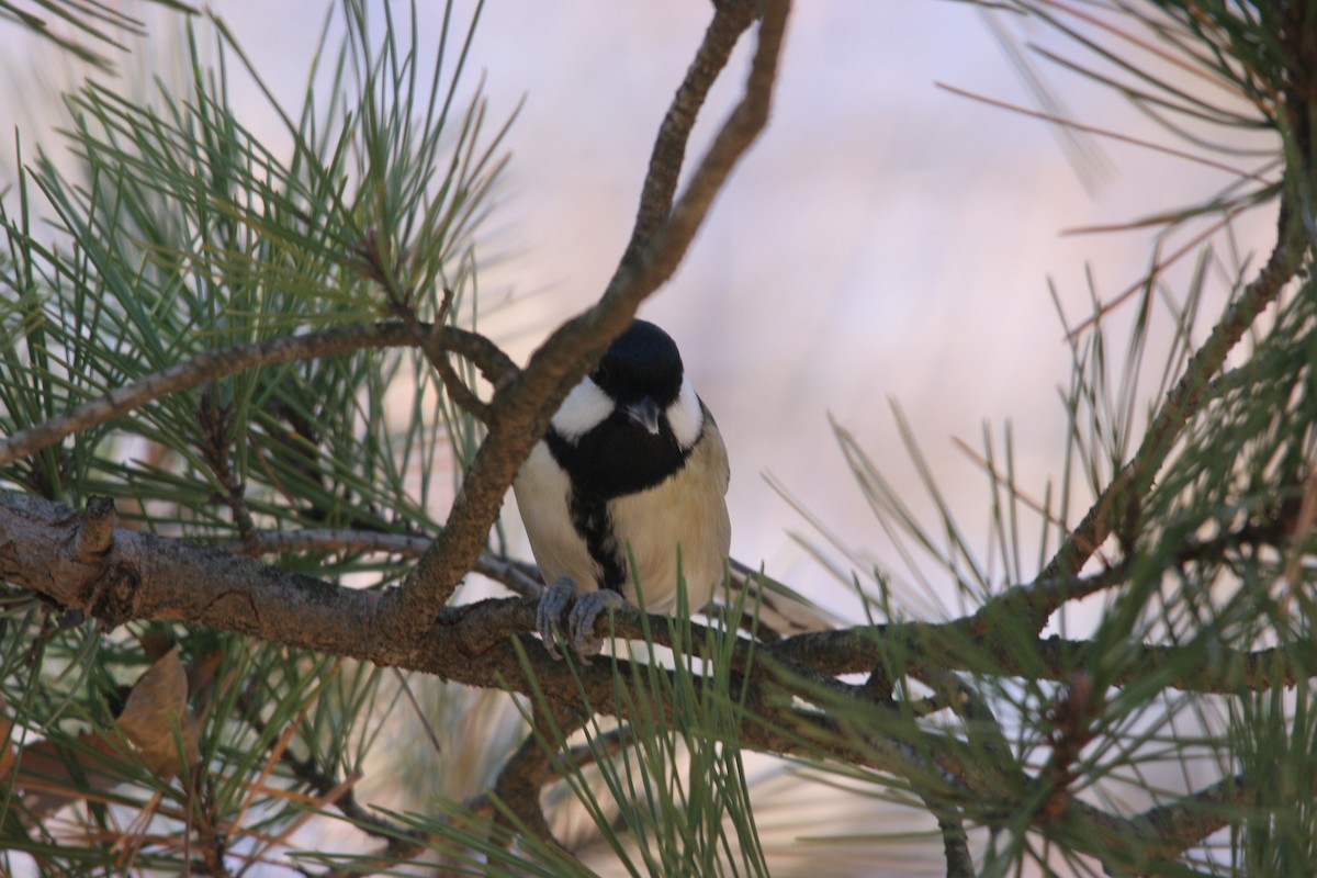 Japanese Tit - ML41526291