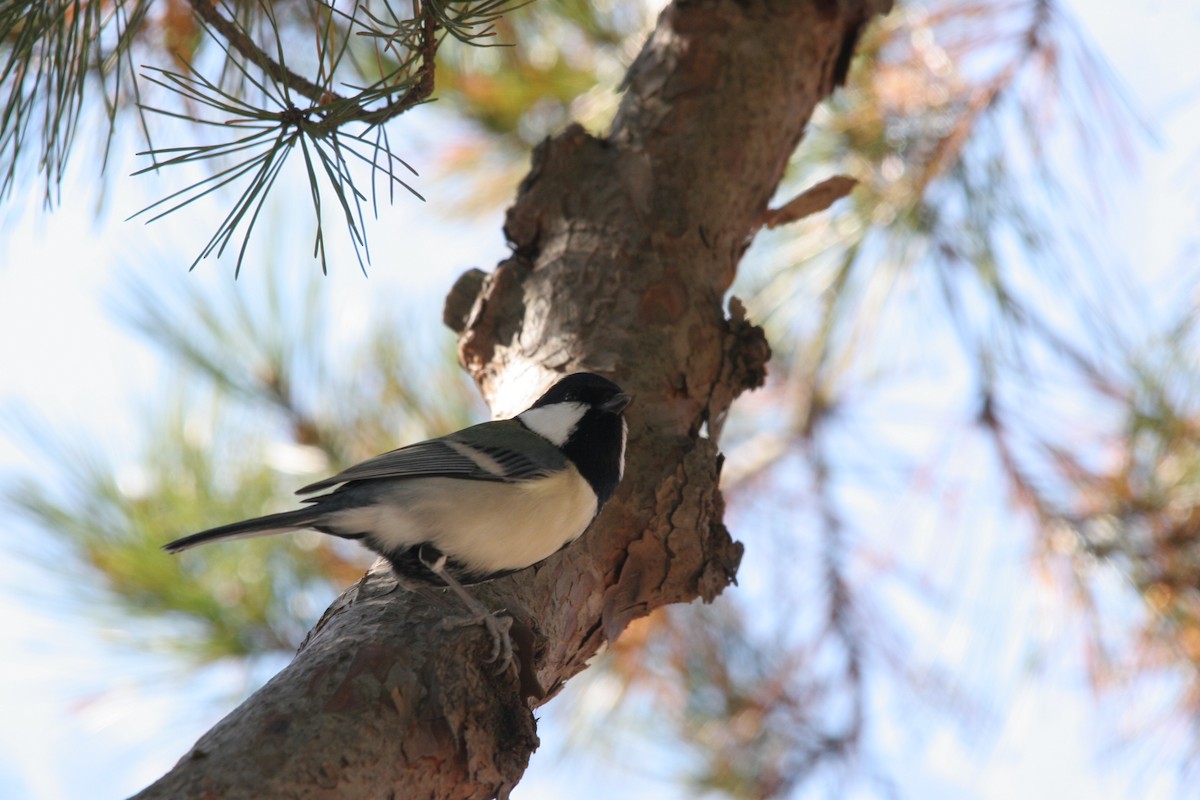 Japanese Tit - ML41526311