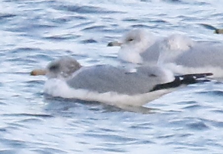 Gaviota Californiana - ML415263671