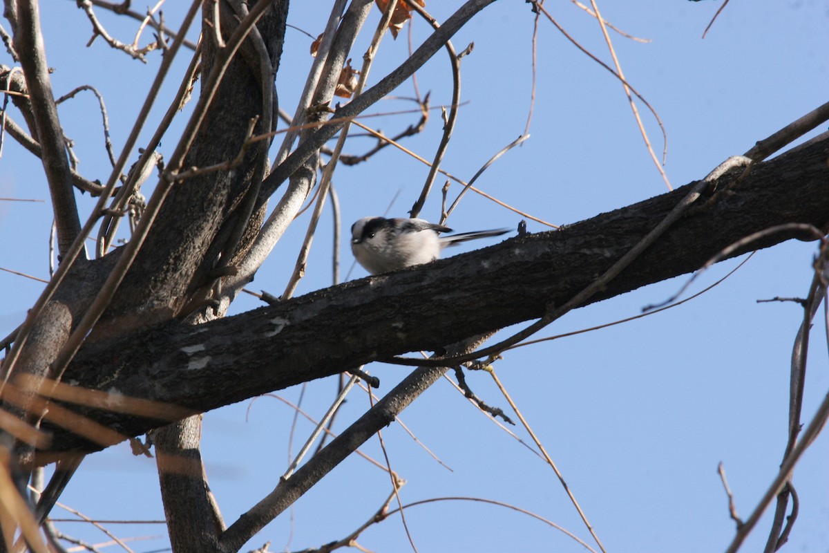 Long-tailed Tit - ML41526371