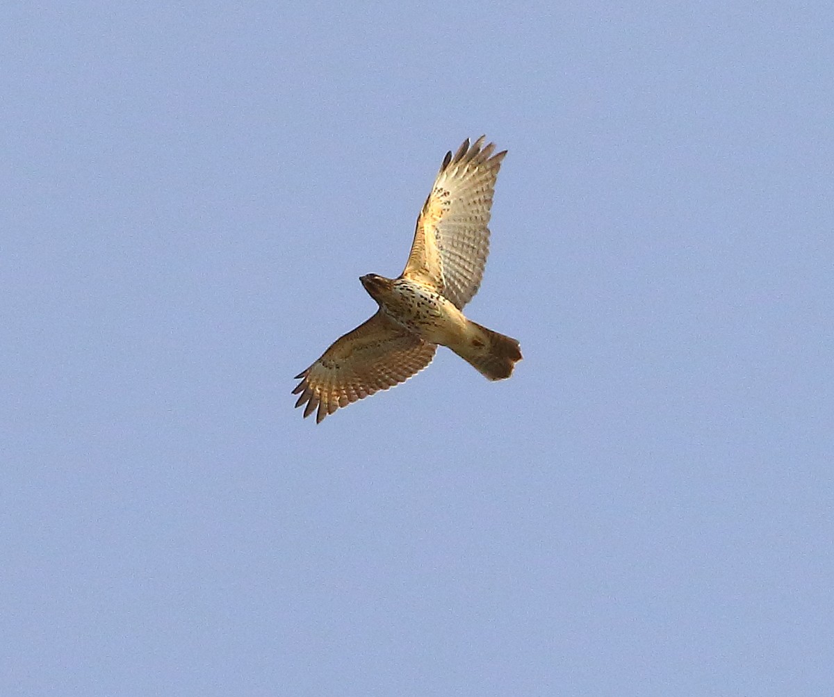 Red-shouldered Hawk - ML415264471