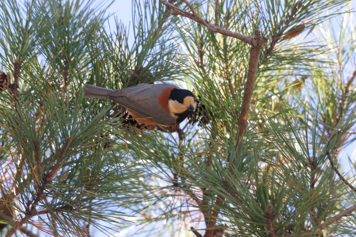 Varied Tit - ML41526461