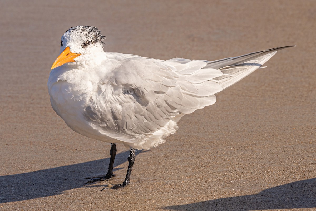 Royal Tern - ML415264641