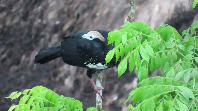 Blue-throated Piping-Guan - ML415265981