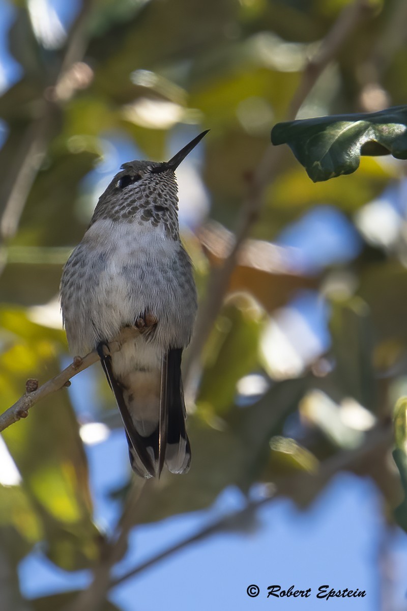 Calliope Hummingbird - Robert Epstein