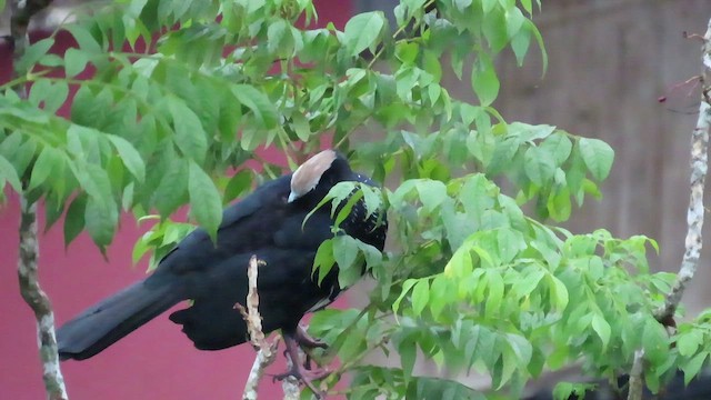 Blue-throated Piping-Guan - ML415266381