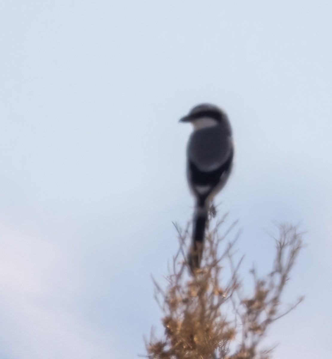 Loggerhead Shrike - ML415267171