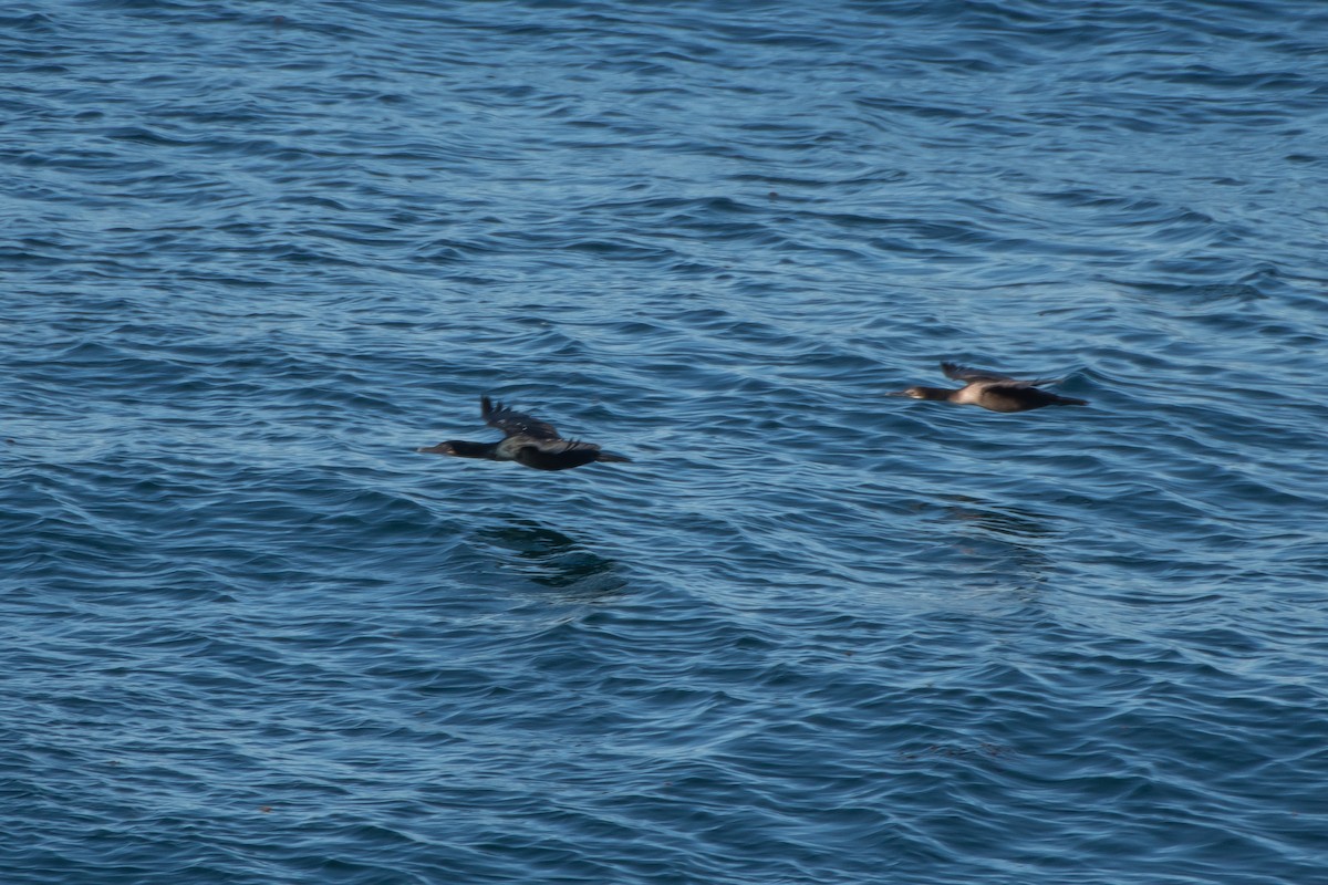 Brandt's Cormorant - ML415268621