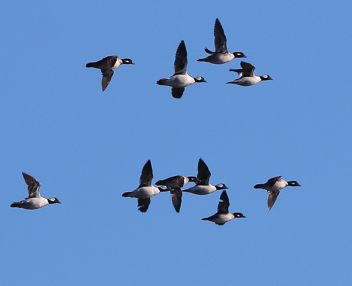 Bufflehead - ML415268761