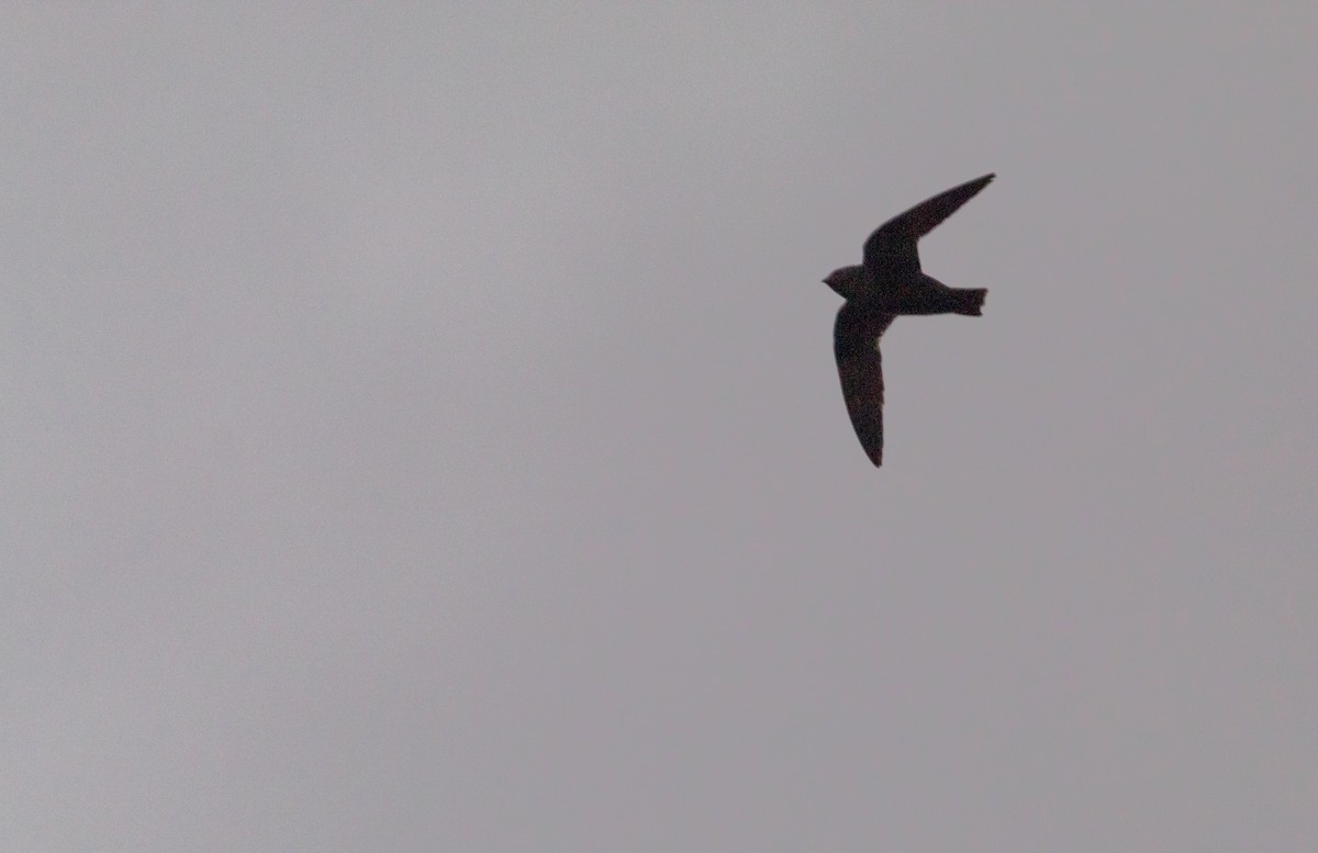 White-naped Swift - Ivann Romero