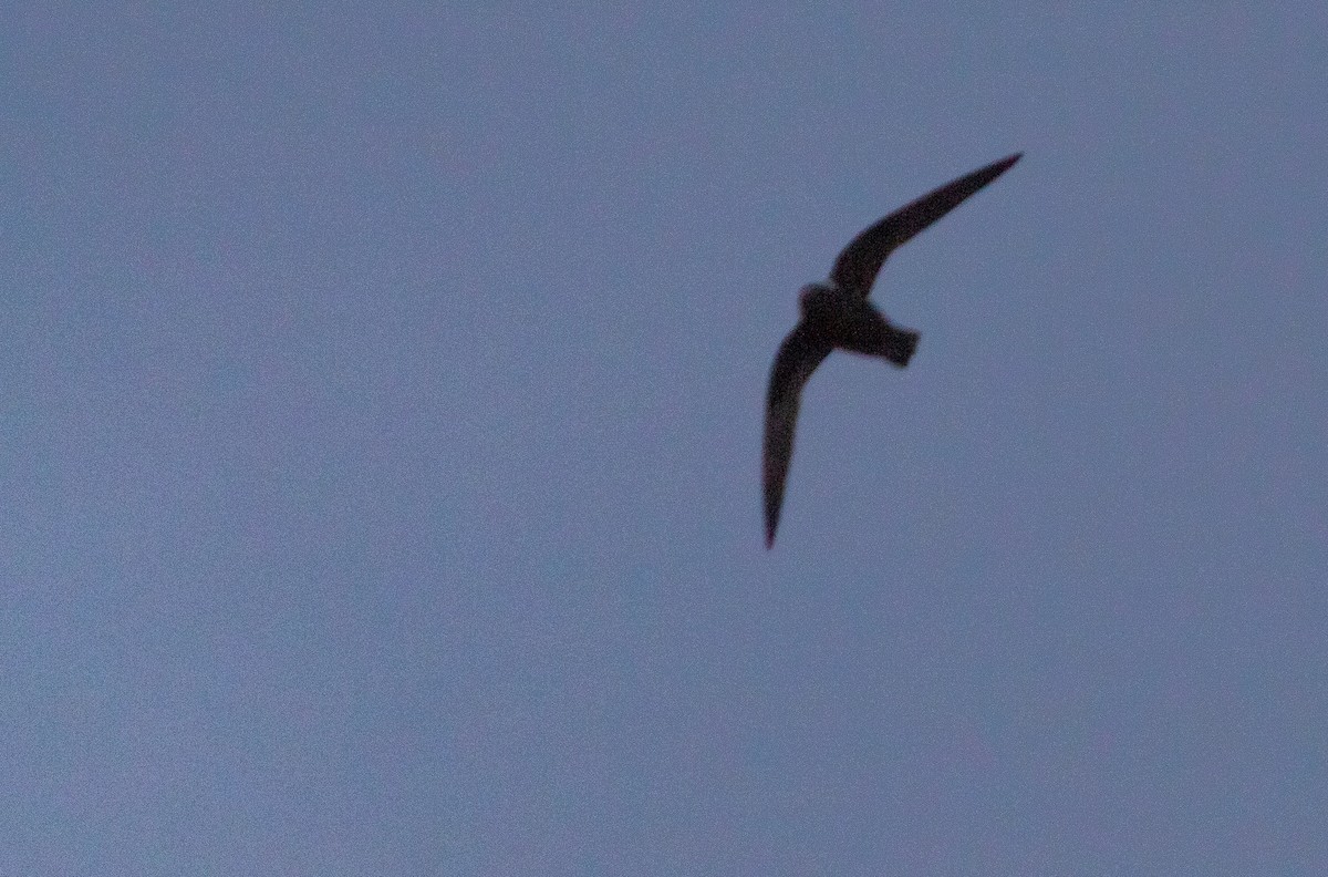 White-naped Swift - Ivann Romero