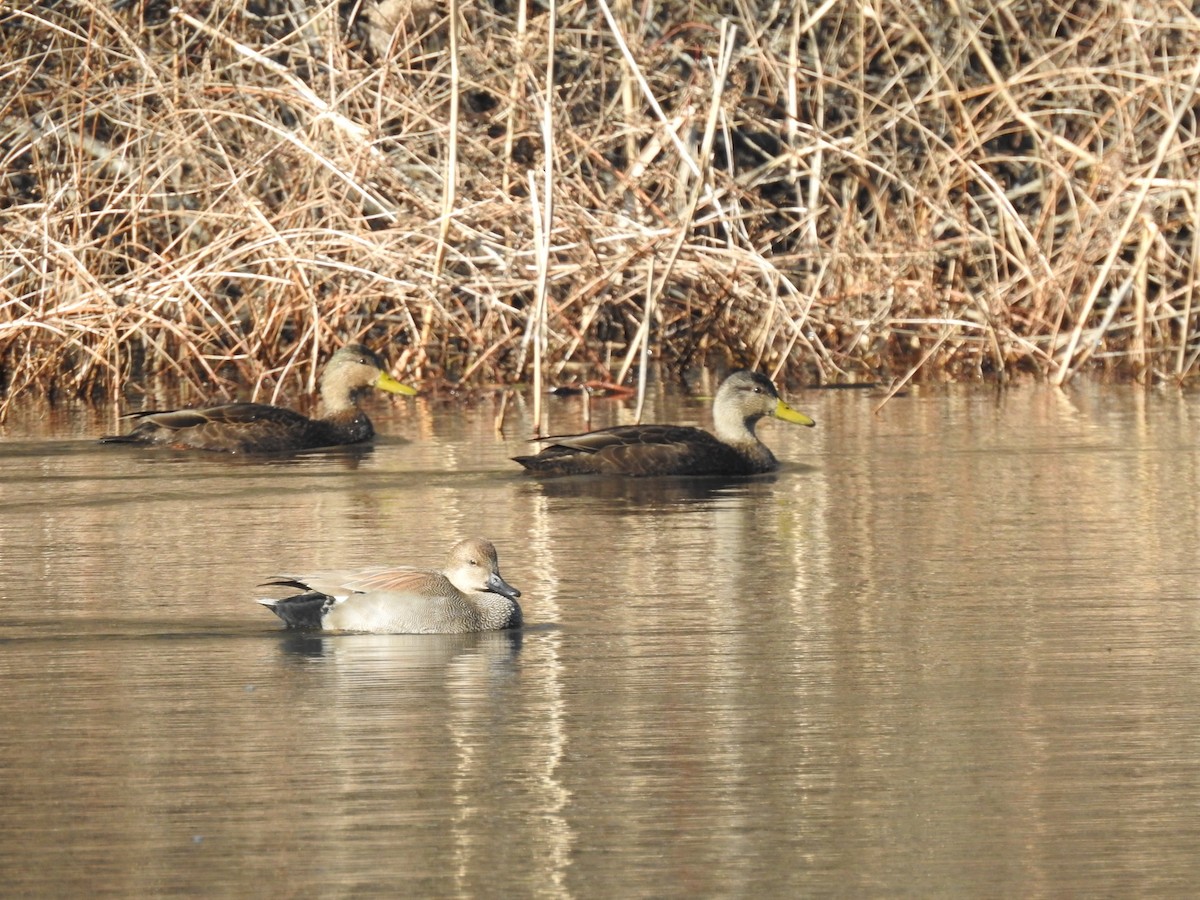 American Black Duck - ML415269051