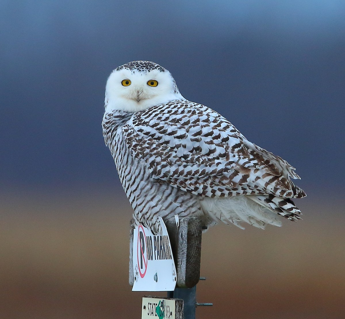Snowy Owl - ML415269581