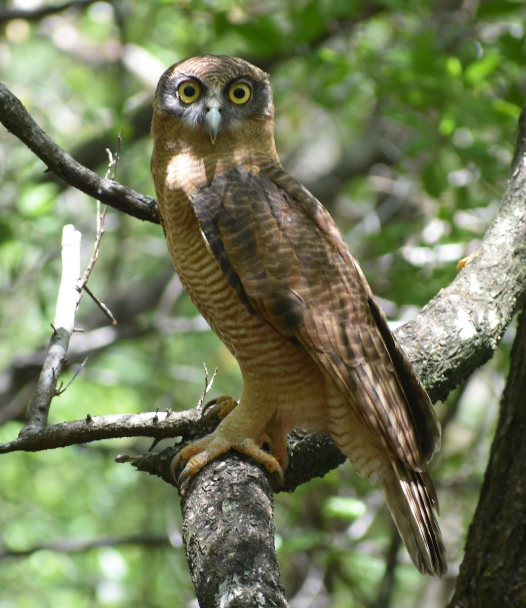 Rufous Owl - ML415269831