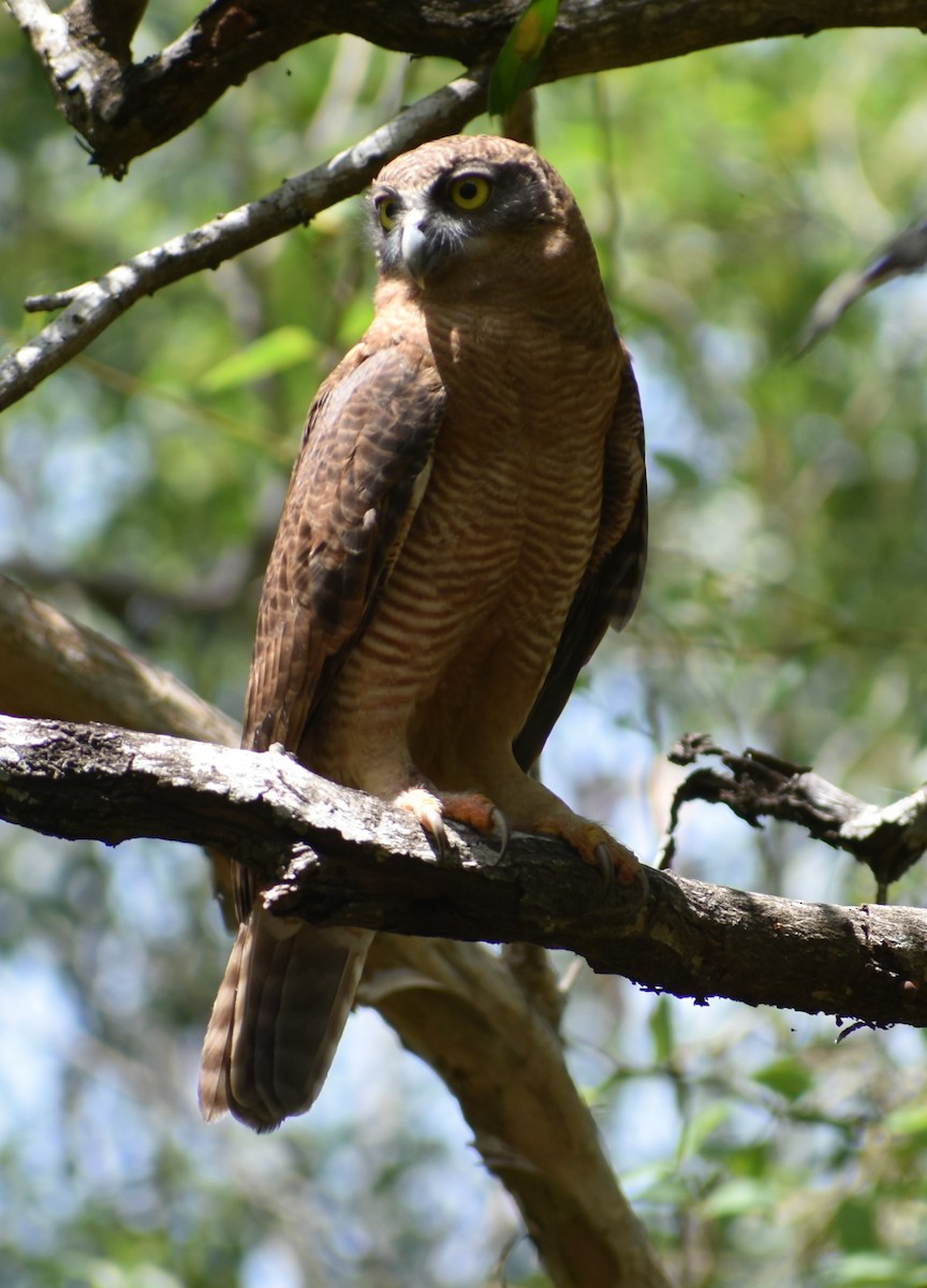 Rufous Owl - ML415269851