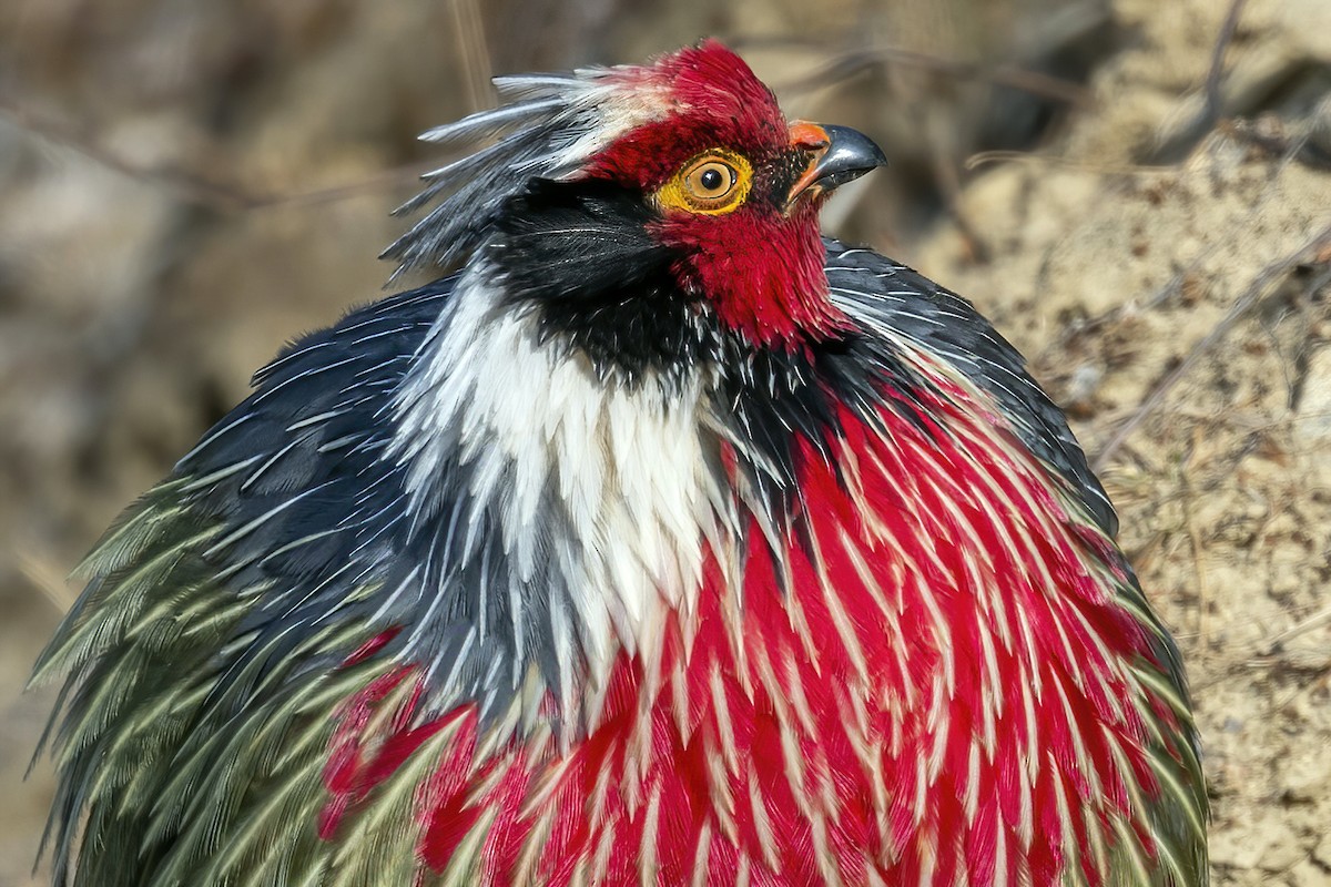 Blood Pheasant - Su Li