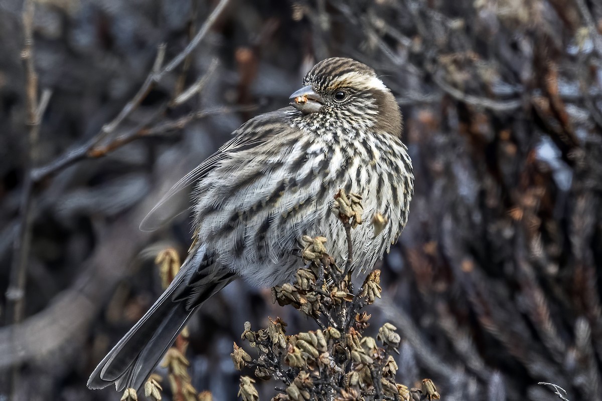 Chinese White-browed Rosefinch - ML415270691