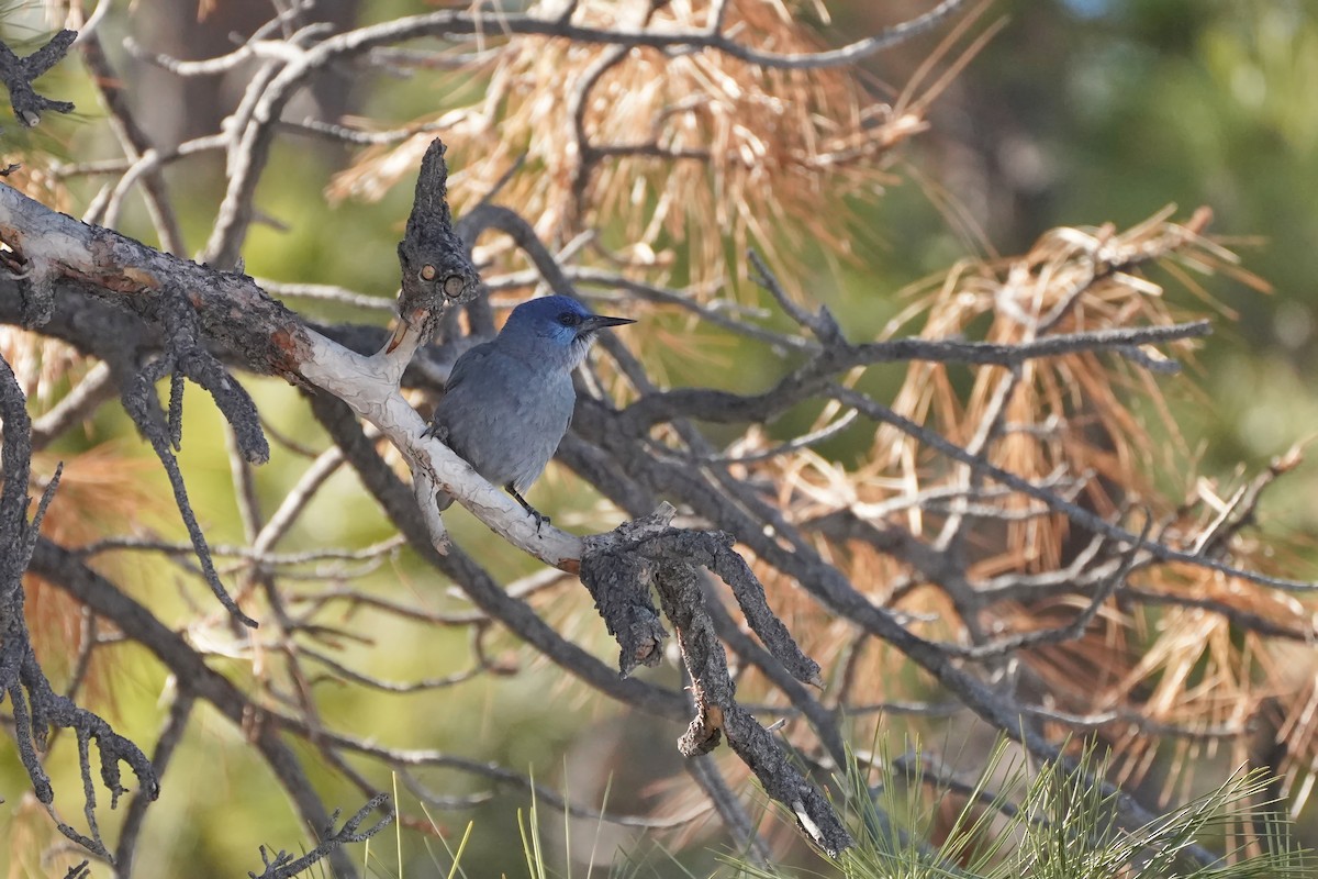 Pinyon Jay - ML415272261