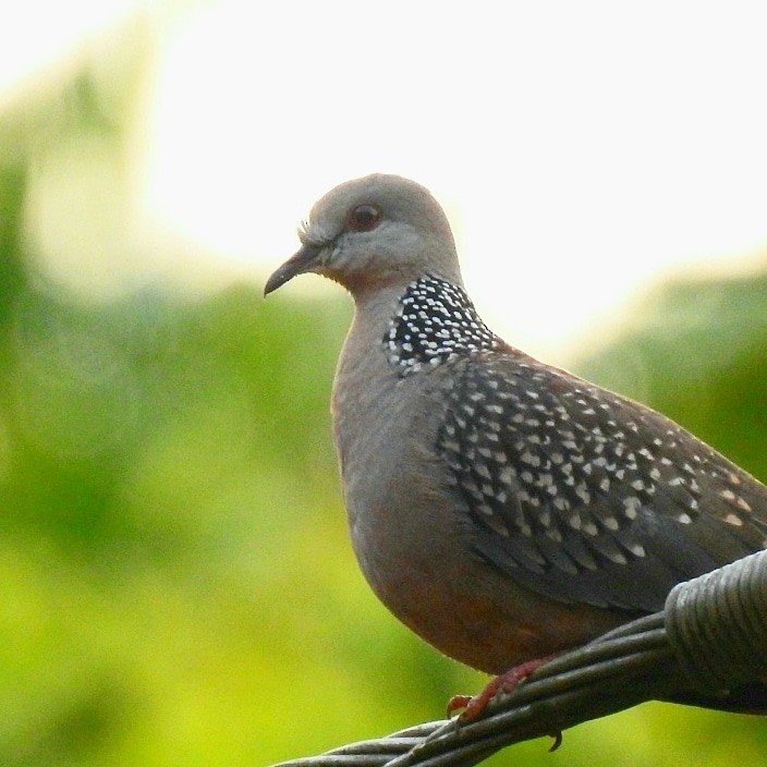 Spotted Dove - Shashidhar Joshi