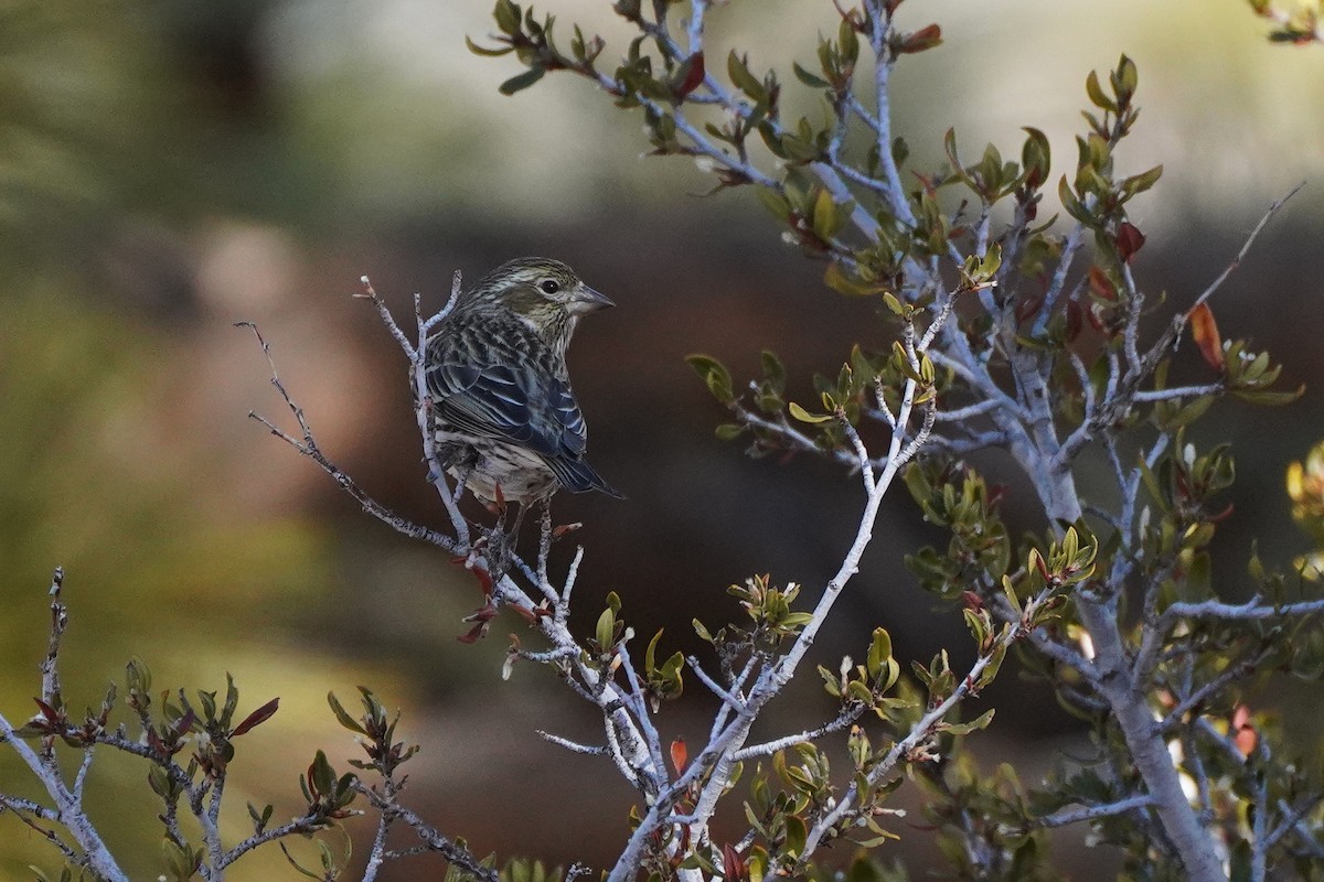 Cassin's Finch - ML415272411