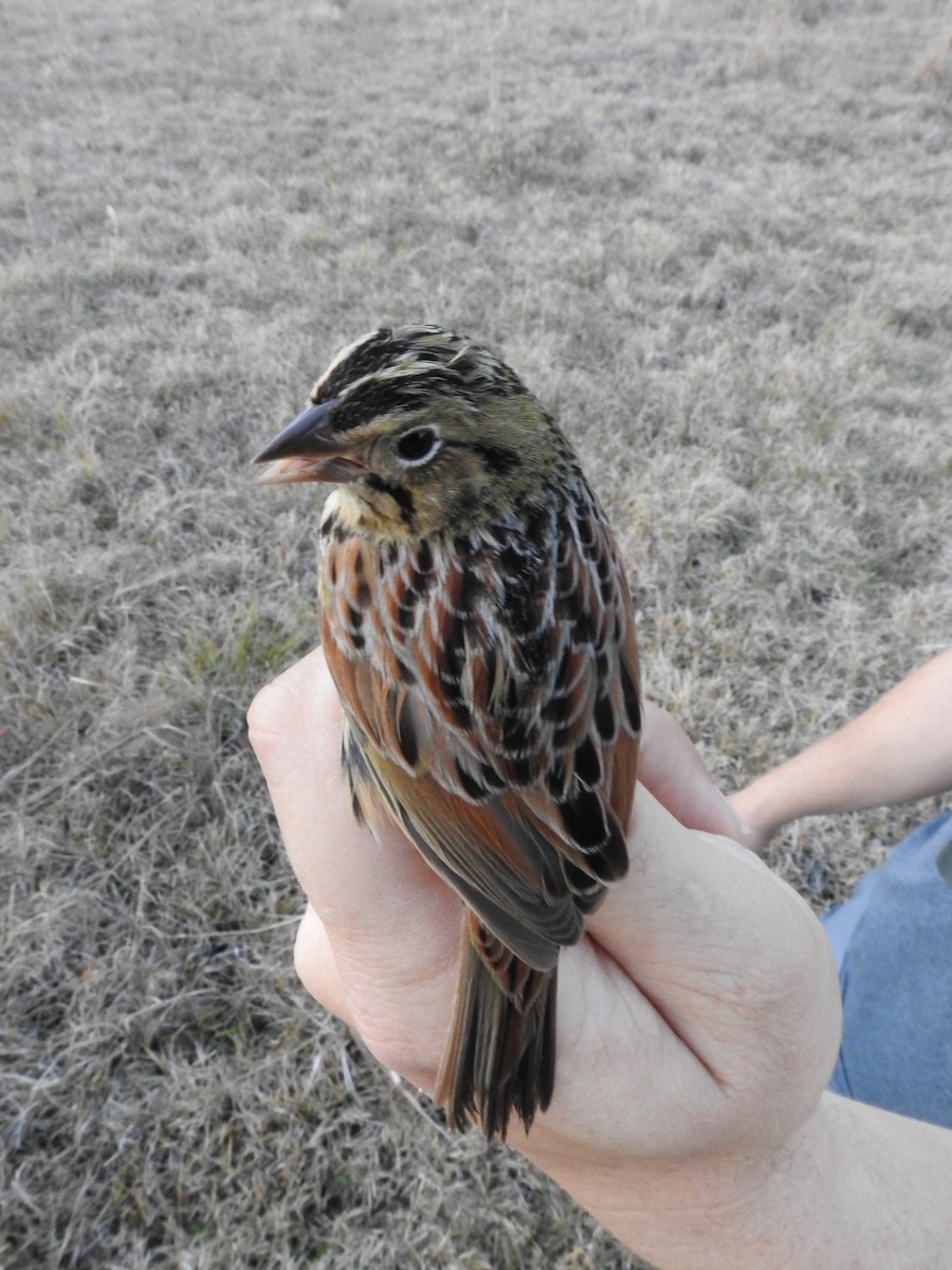 Henslow's Sparrow - ML415272431